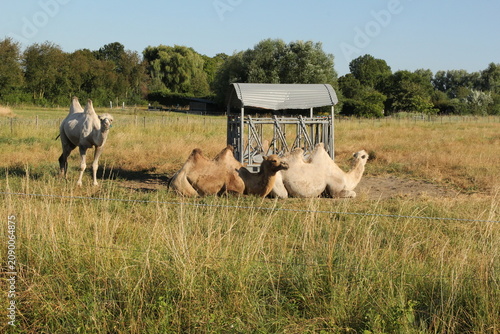 an animal farm with a grazing camel in a meadow and two resting camels near a hay rack in the field