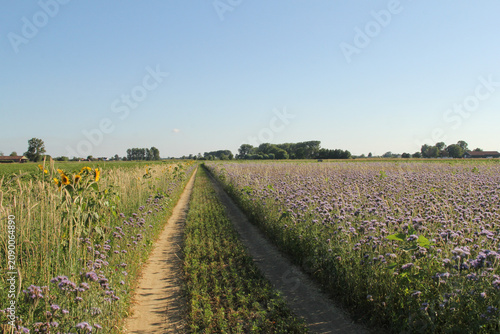 a path between colorful flower fields in the countryside in summer