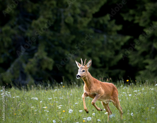 Photography Roe deer male, Capreolus capreolus jump.