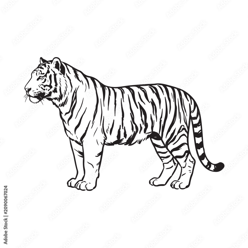 Obraz premium Black and white tiger drawing standing in profile
