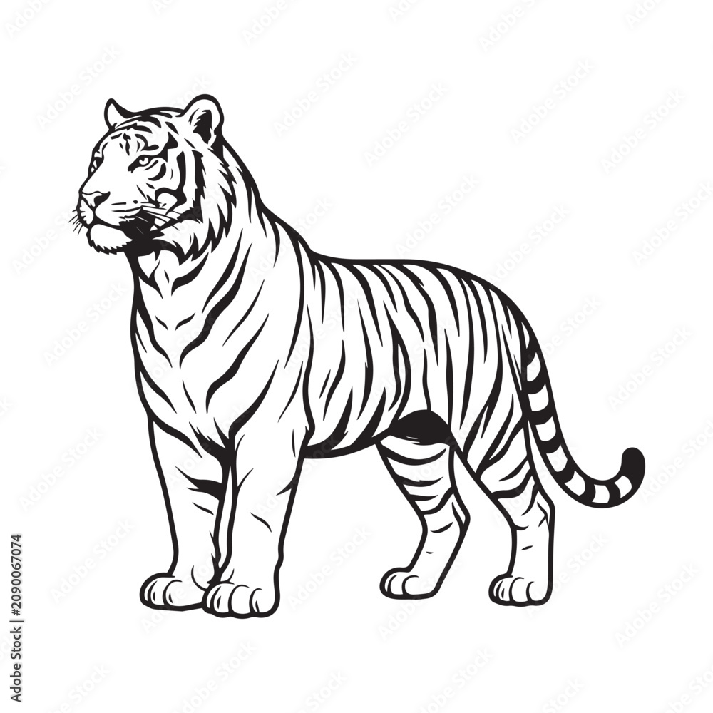 Fototapeta premium Black and white tiger drawing illustration