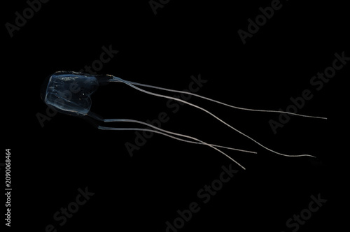 アンドンクラゲ　危険な生物　黒バック