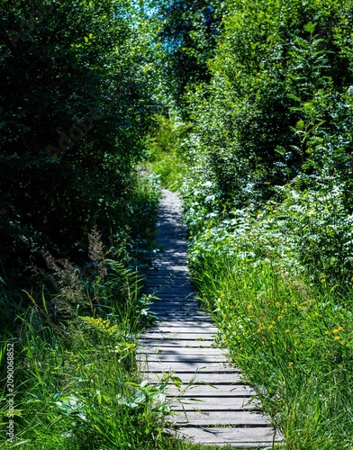 Fotografie Photo of a footpath on a wooden boardwalk in the brackish bog of the High Fens