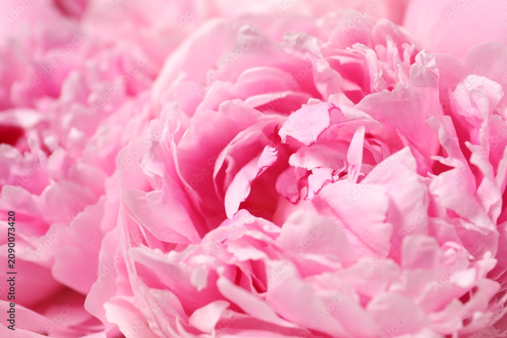 Obraz premium Beautiful pink peony flowers as background, closeup