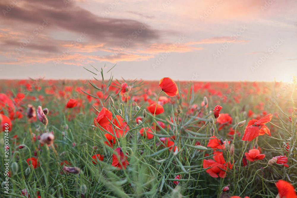 Fototapeta premium Poppy flowers under beautiful sky at sunset