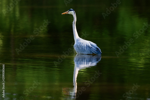 Foto Grey Heron Standing in Calm Water with green reflections