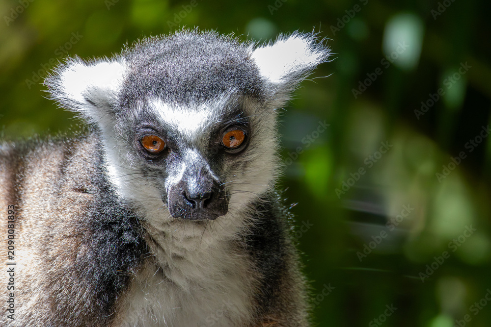 Fototapeta premium Close up of a Lemur