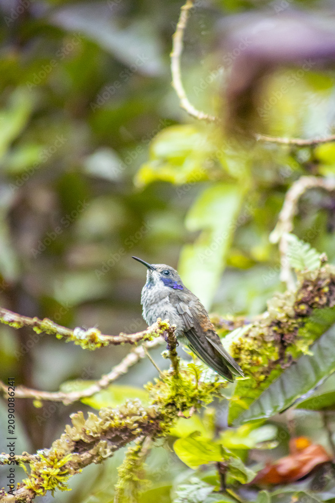 Fototapeta premium Brown Violetear hummingbird (Colibri delphinae) perched on mossy branch in Mindo cloud forest, Ecuador, showing its violet ear patch amid lush green foliage.