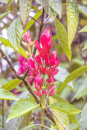 Canvas Print Brazilian Red Cloak (Megaskepasma erythrochlamys) displaying its striking bright red bracts among the lush vegetation of the cloud forest in Mindo, Ecuador