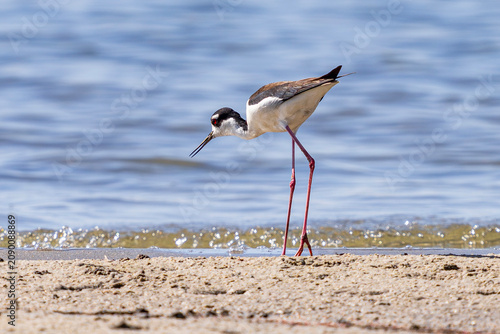 A Black-necked Stilt shorebird observing the water looking for aquatic prey to feed on. Photographed at Cherry Creek State Park in Colorado.
