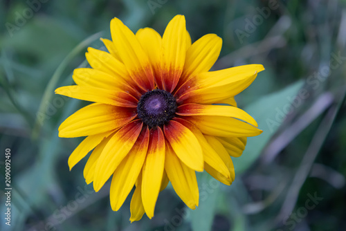 Konstfotografi Beautiful black-eyed Susan flower blooming in the garden close up
