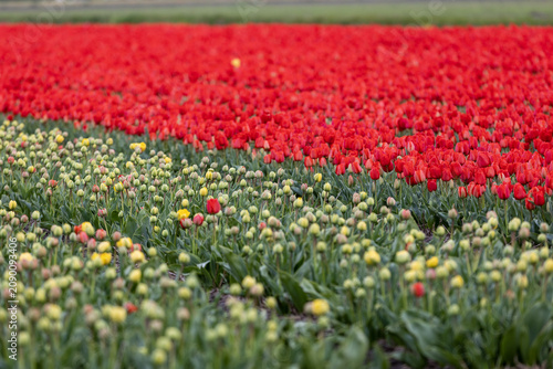 Netherlands. Lisse. Colorful Tulips in Agricultural Fields.