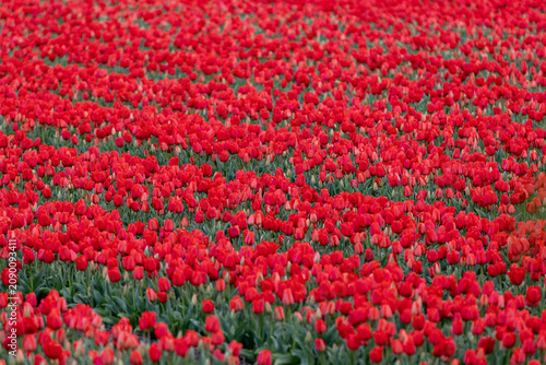 Netherlands. Lisse. Red Tulips in Agricultural Fields.
