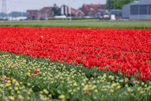 Netherlands. Lisse. Colorful Tulips in Agricultural Fields.