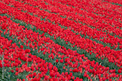 Netherlands. Lisse. Red Tulips in Agricultural Fields.