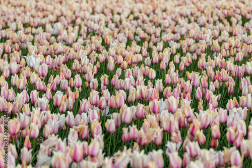 Netherlands. Lisse. Pink-Yellow-White Tulips in Agricultural Fields.