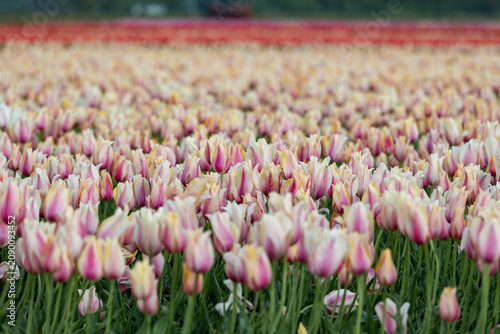 Netherlands. Lisse. Pink-Yellow-White Tulips in Agricultural Fields.