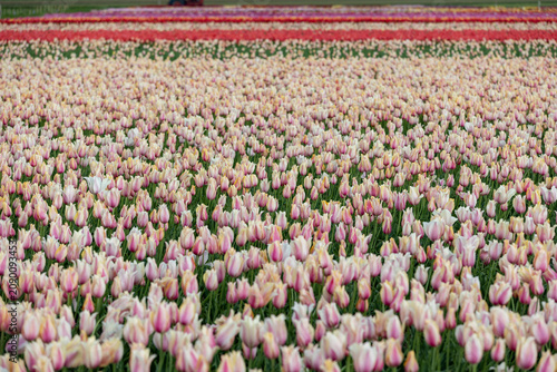 Netherlands. Lisse. Pink-Yellow-White Tulips in Agricultural Fields.