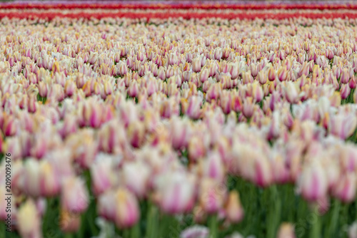 Netherlands. Lisse. Pink-Yellow-White Tulips in Agricultural Fields.