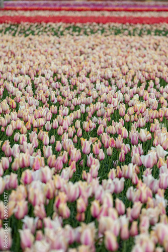 Netherlands. Lisse. Pink-Yellow-White Tulips in Agricultural Fields.