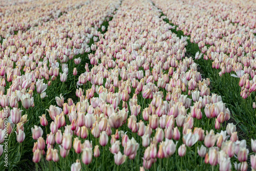 Netherlands. Lisse. Pink-Yellow-White Tulips in Agricultural Fields.