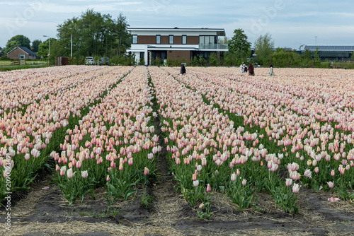 Netherlands. Lisse. Pink-Yellow-White Tulips in Agricultural Fields.