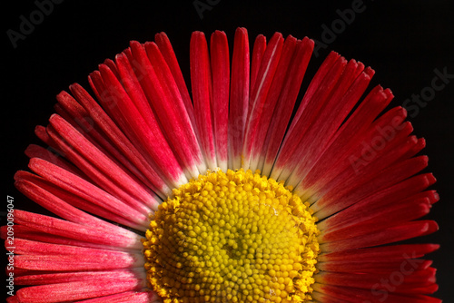 Macro close up of a red daisy flower showing texture and yellow center with botanical