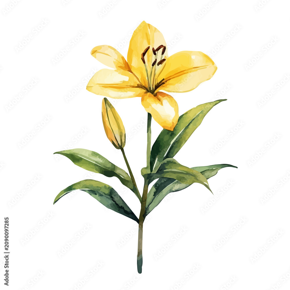 Fototapeta premium watercolor draw of Lily, isolated on a white background.