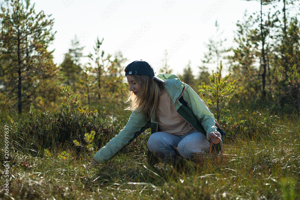 Fototapeta premium Positive woman gatherer collecting wild mushrooms, edible plant roots and herbs in autumn forest, seasonal harvesting and preparing natural organic foods, smiling female picking edibles in basket.