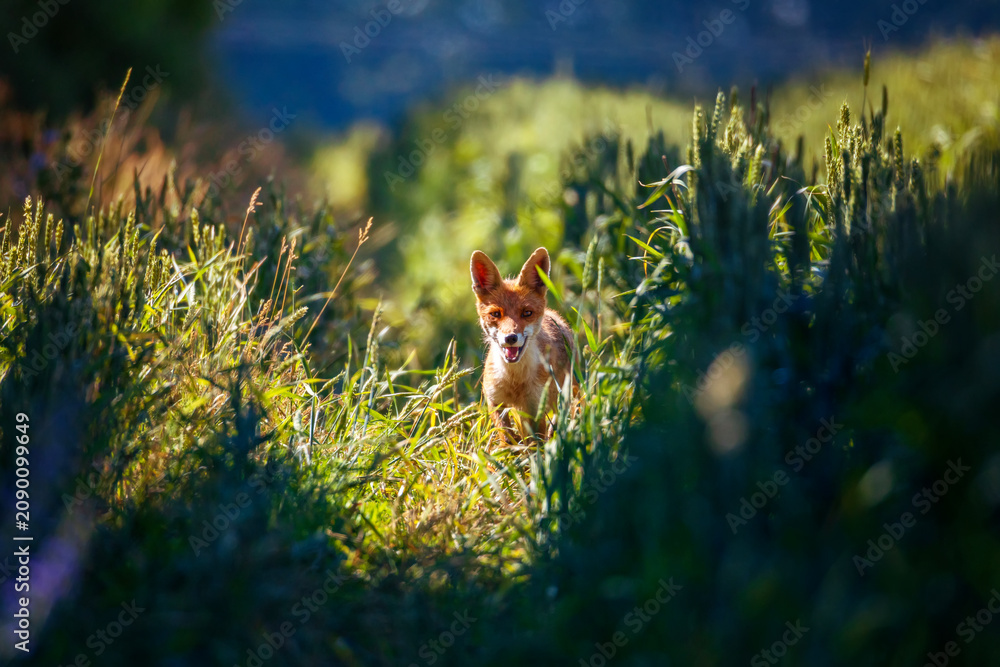 Fototapeta premium A beautiful red fox walks through a blooming sunny meadow and smiles with his mouth wide open.