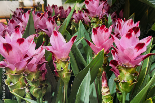 фотографія Siam Tulip flowers bloom with vibrant pink bracts and green foliage