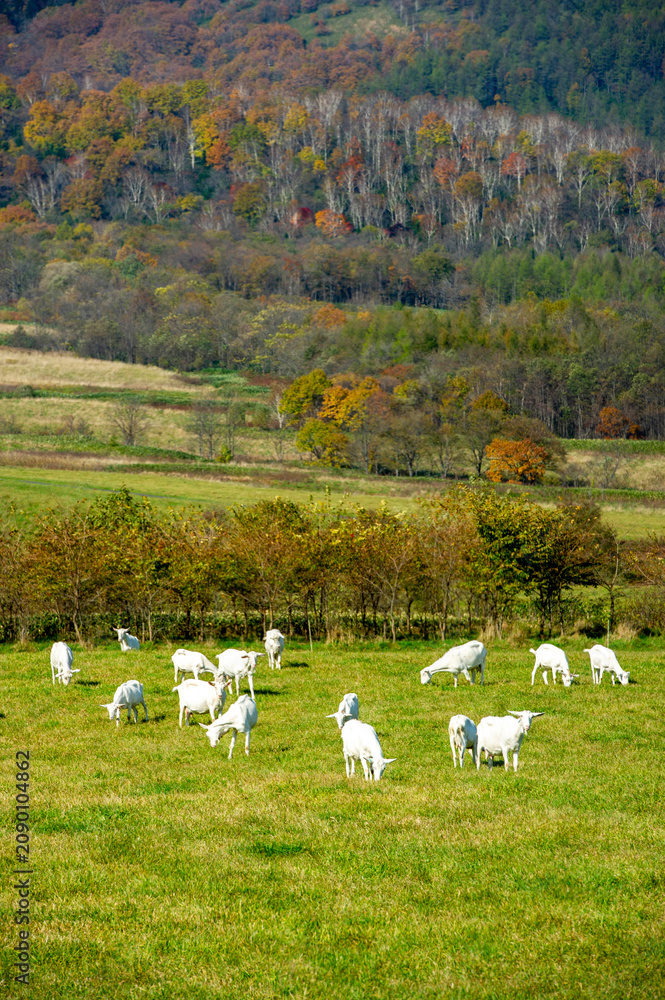 Obraz premium A peaceful herd of white goats grazing in autumn pastoral landscape