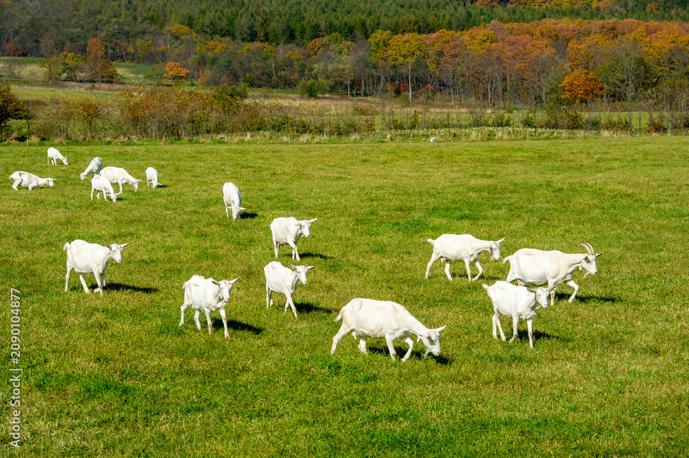 Fototapeta premium White goats grazing peacefully in a lush green pasture on a farm