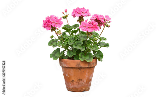 Canvastavla Blooming pink geranium in terracotta pot isolated, flowering potted plant garden