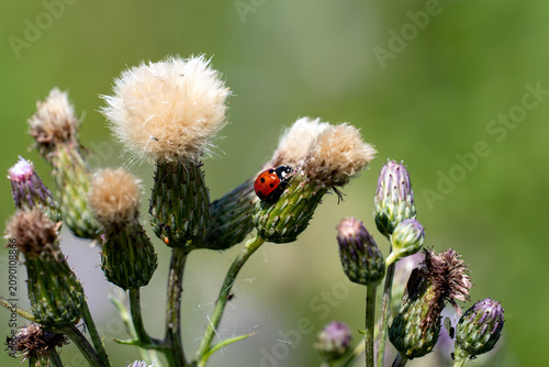 Fotografía Ladybug crawling on a fluffy thistle seed head