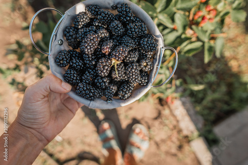 Obraz na płótnie Person holding small metal colander filled with ripe blackberries above sunlit g