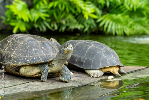 Foto A large, black and brown turtle stands basking in the sun by the pond, surrounded by trees, adding to the refreshing ambiance