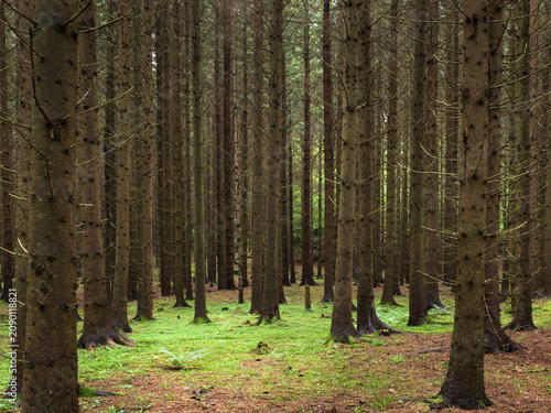 Foto Dense dark pine forest with straight trunks and a bright green mossy floor