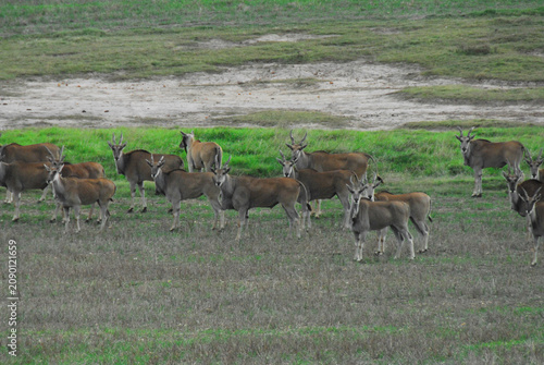 Africa- A Large Herd of Wild Eland Antelope in Dried Wetlands of South Africa