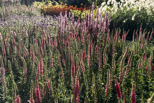 Foto Spiked Speedwell flowers in a garden bed