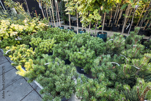 Potted mountain pine bushes stand grouped together on floor of commercial garden center nursery. Winter garden plants, cold hardy plants, year-round greenery.
