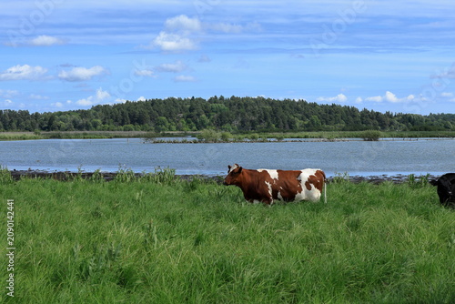 Cows in an open landscape. Plenty of grass to eat. Hjälstaviken nature and bird reserve. Swedish summer day in June, 2026. Bålsta, Enköping, Sweden.