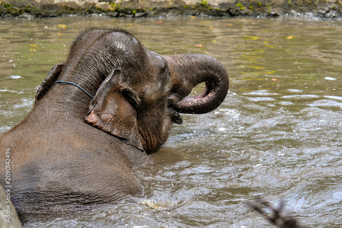 elephant drinking water