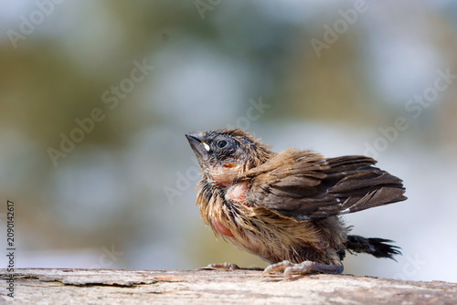 sparrow on a branch