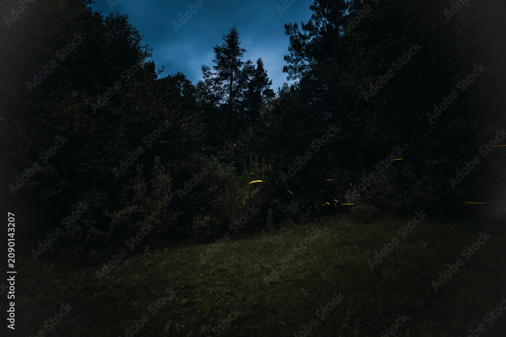 Obraz premium A long-exposure night photograph in the forest featuring fireflies; in the background, the pine trees and forest foliage create a beautiful landscape. 
