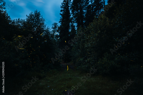 A long-exposure night photograph in the forest featuring fireflies; in the background, the pine trees and forest foliage create a beautiful landscape.
