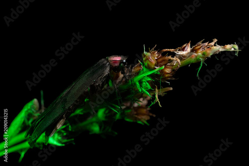 Macro photo of a firefly (Photinus palaciosi) climbing a blade of grass.
