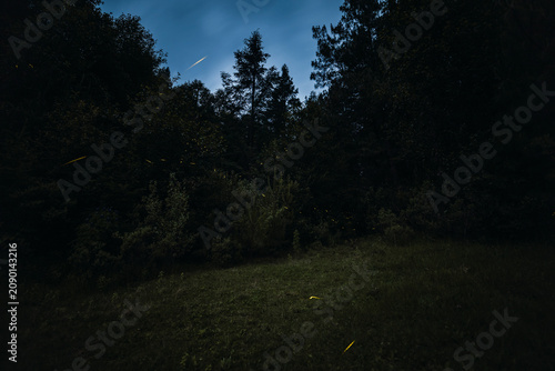 A long-exposure night photograph in the forest featuring fireflies; in the background, the pine trees and forest foliage create a beautiful landscape.
