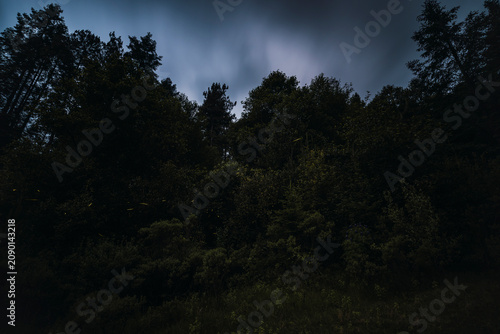 A long-exposure night photograph in the forest featuring fireflies; in the background, the pine trees and forest foliage create a beautiful landscape.
