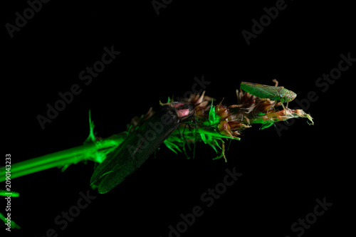 Macro photo of a firefly (Photinus palaciosi) climbing a blade of grass; a small green insect waits at the tip of the blade.
